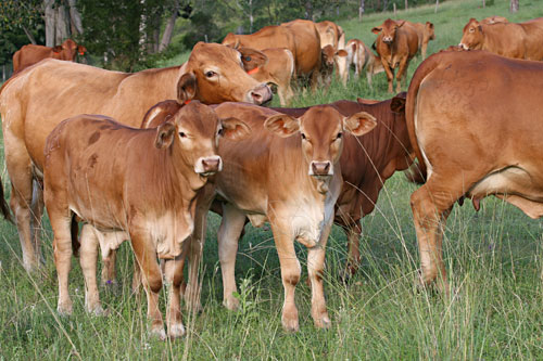 DC6