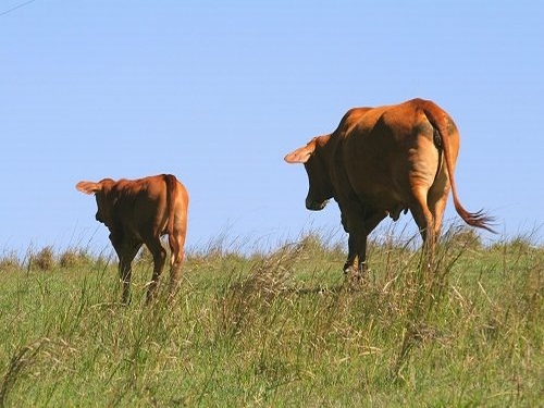 VarietyCalf